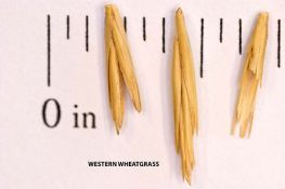 Western Wheatgrass